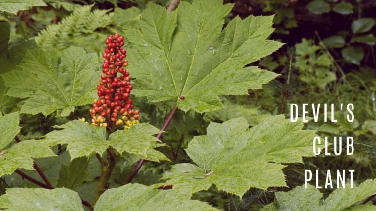 Devil's Club