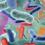 Bacteria Help Influence Blood Sugar Metabolism