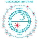 Circadian Rhythm