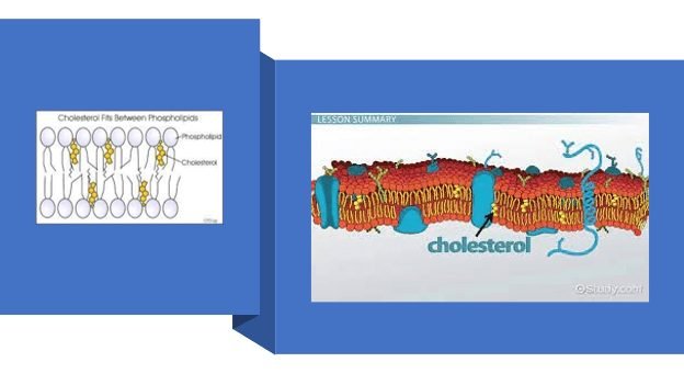 cholesterol