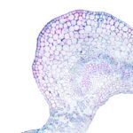 What Are Digestive Enzymes