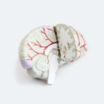 8 Common Biomarkers to Check if You Are Concerned About Brain Health