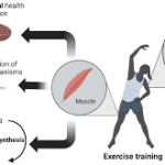 Does Combined Resistance and High-intensity Interval Training Counteract Inflammation Induced by Chemotherapy?
