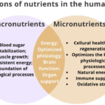The Difference between Macronutrients and Micronutrients (And Why Both Matter)