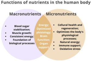The Difference between Macronutrients and Micronutrients (And Why Both Matter)