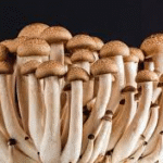 Image of mushrooms