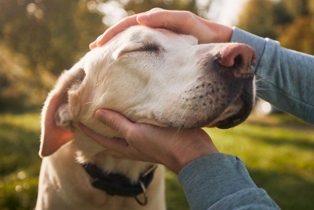 An image of a person petting a dog.