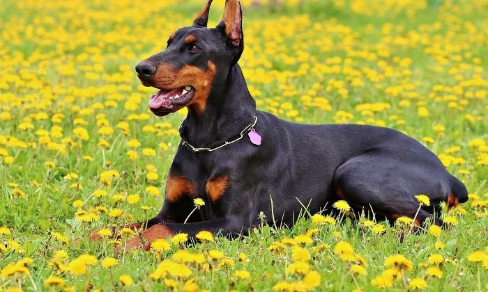A Doberman lying in a field.