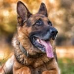 The Science Behind Why Dogs Are Essential for a Healthy Lifestyle