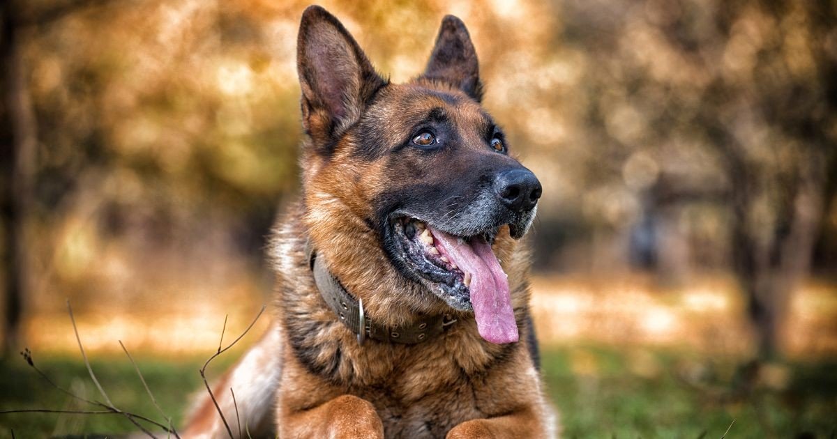 The Science Behind Why Dogs Are Essential for a Healthy Lifestyle