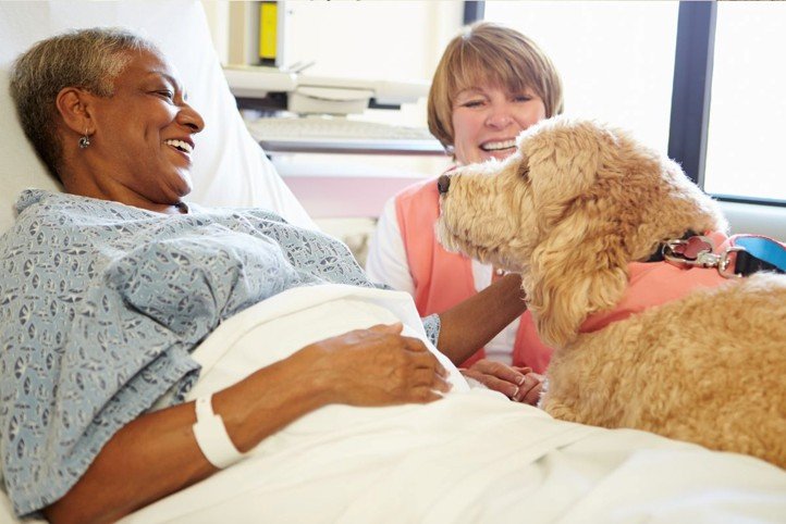 The Role of Pet Therapy in Mental Health