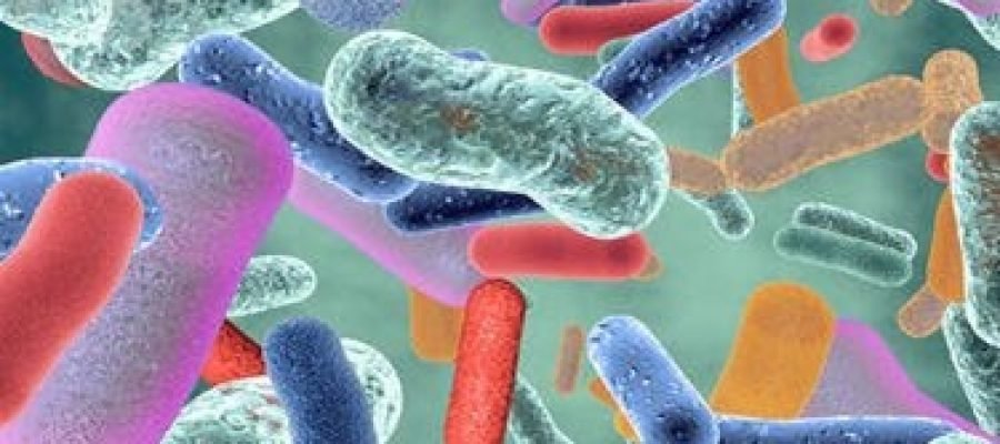 Bacteria Help Influence Blood Sugar Metabolism