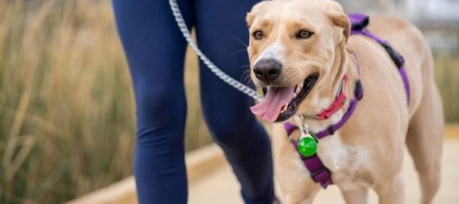 A person walking with a dog.