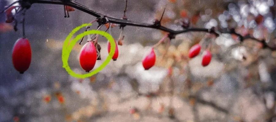 Berberine-A Promising Therapeutic Agent for Metabolic Health