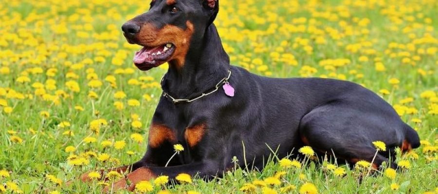 A Doberman lying in a field.