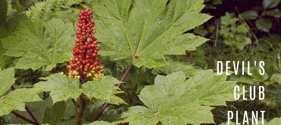 Devil's Club