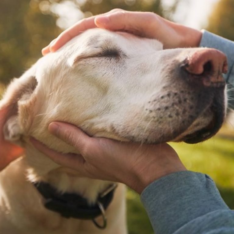 An image of a person petting a dog.