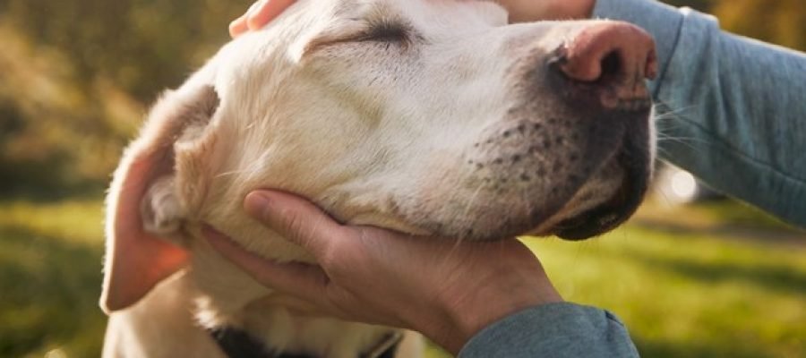 An image of a person petting a dog.