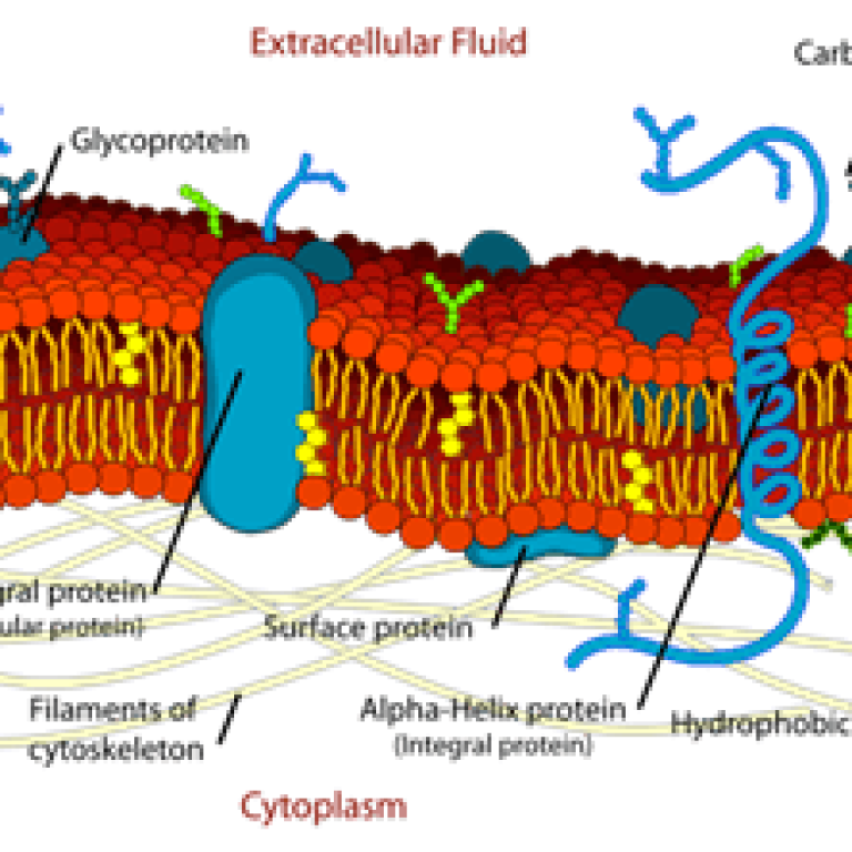 function of fat