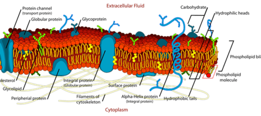 function of fat