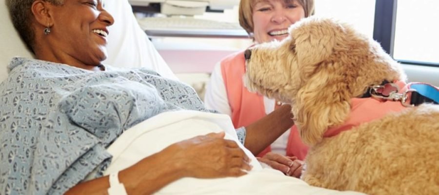 The Role of Pet Therapy in Mental Health
