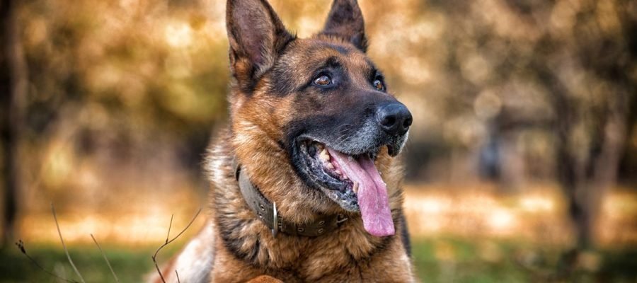 The Science Behind Why Dogs Are Essential for a Healthy Lifestyle