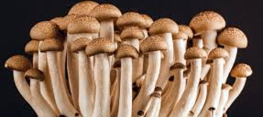 Image of mushrooms