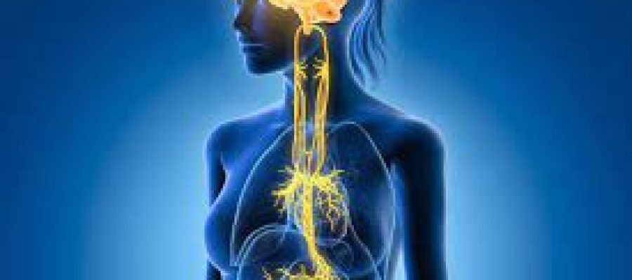 Vagus Nerve In Vogue