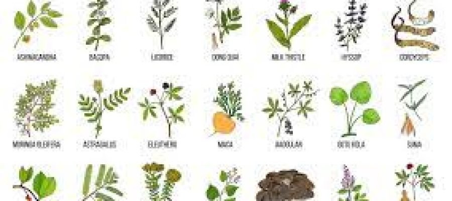 What Are Adaptogenic Herbs?