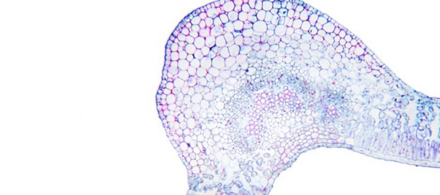 What Are Digestive Enzymes